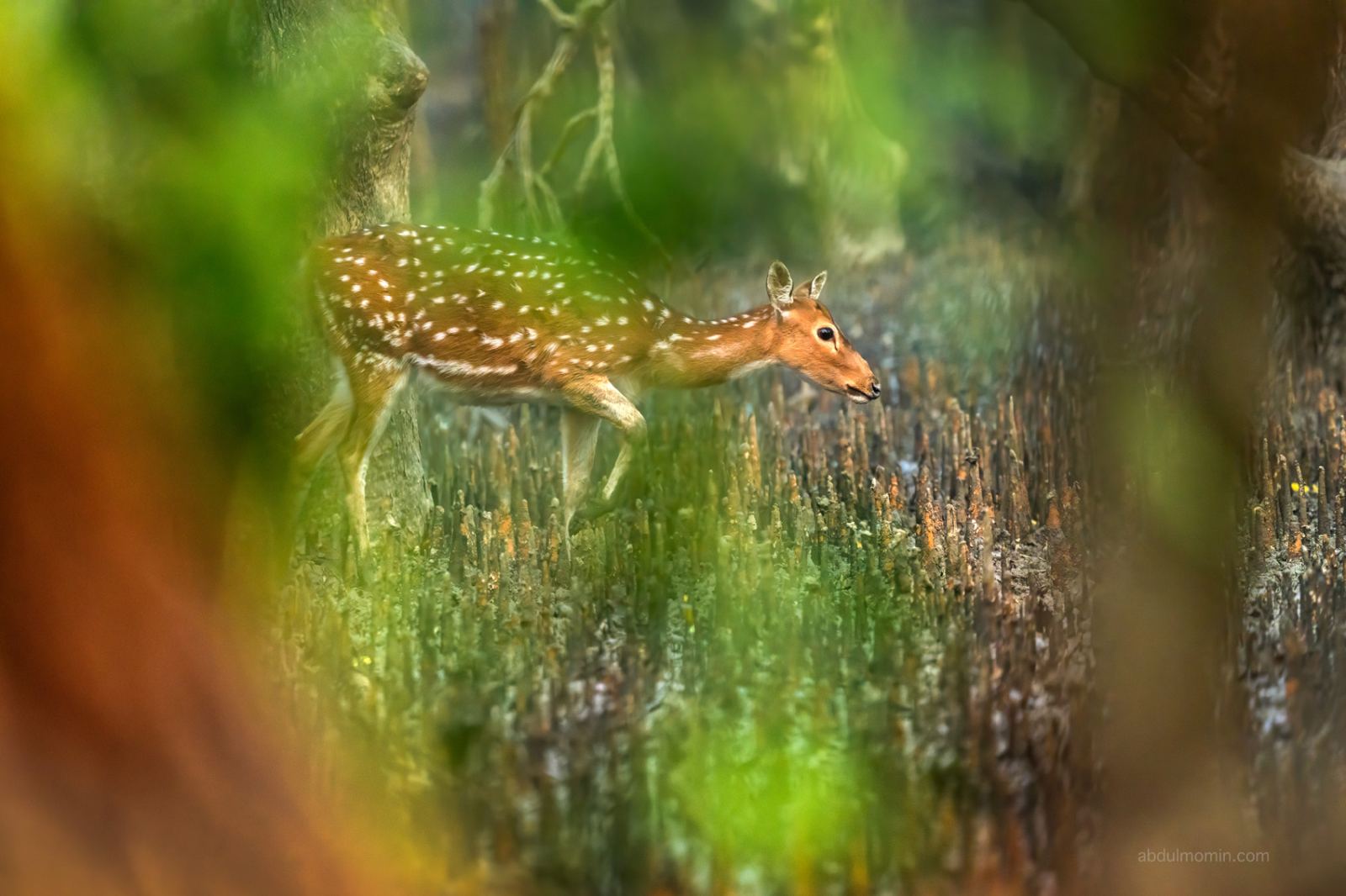 Sundarbans Mangrove Forest Tour