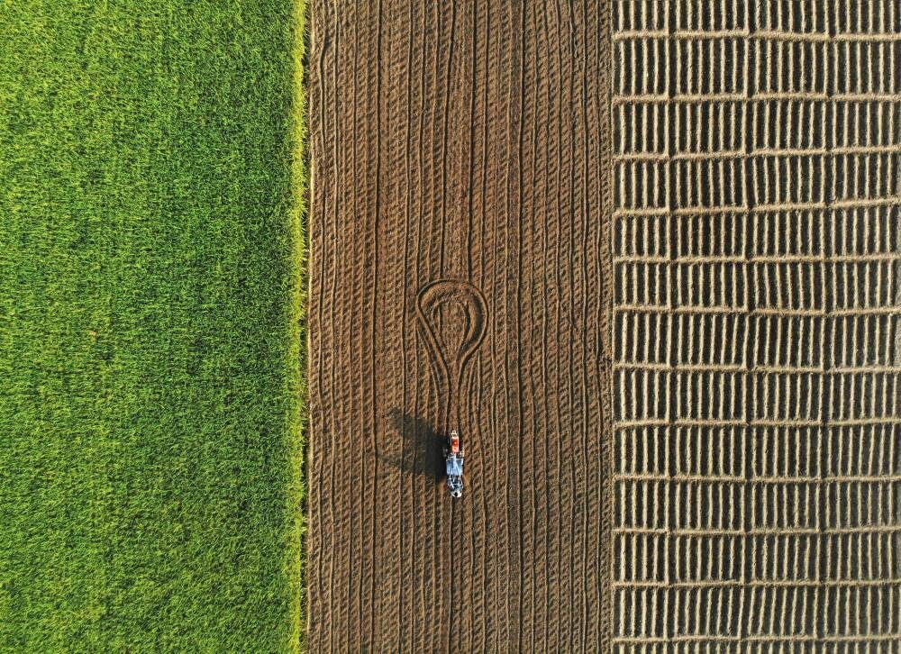 A farmer walking through rice fields during harvest season.