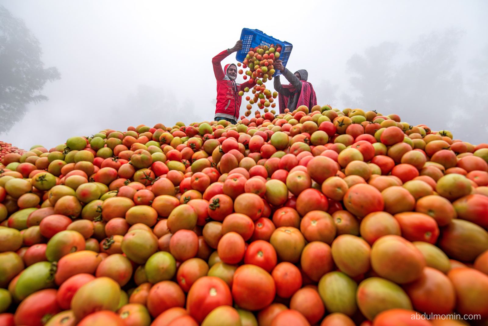 Tomato Wholesale Trading & Paddy Drying Yards