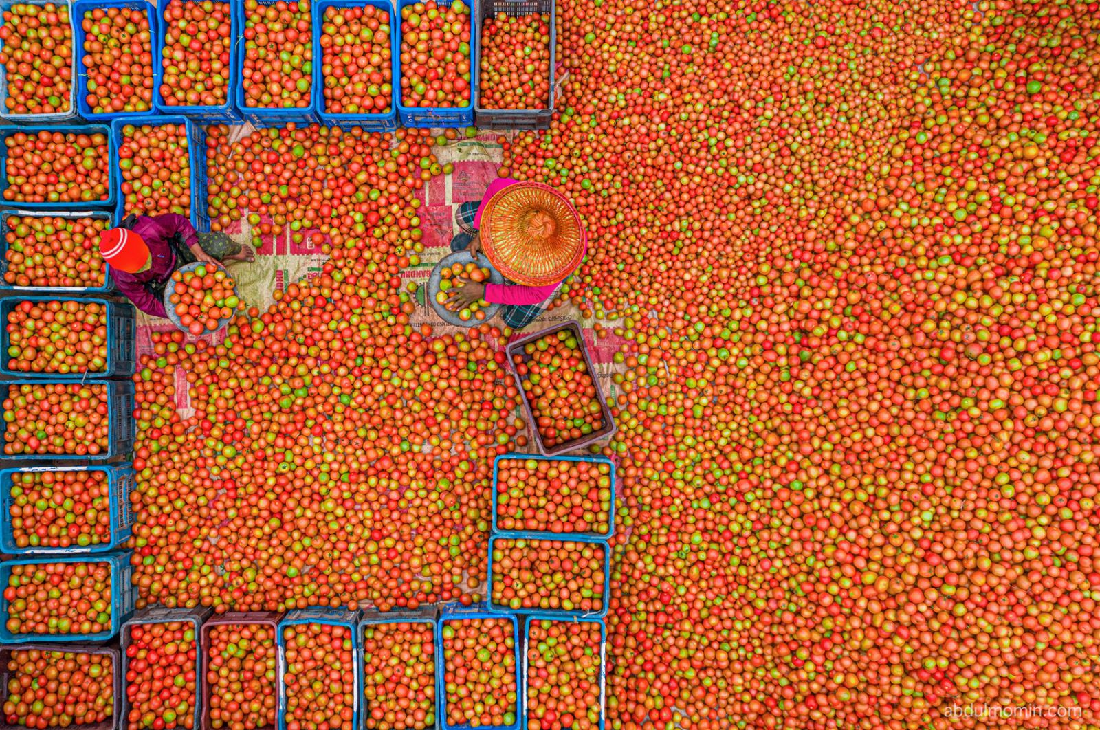 Tomato Wholesale Trading & Paddy Drying Yards