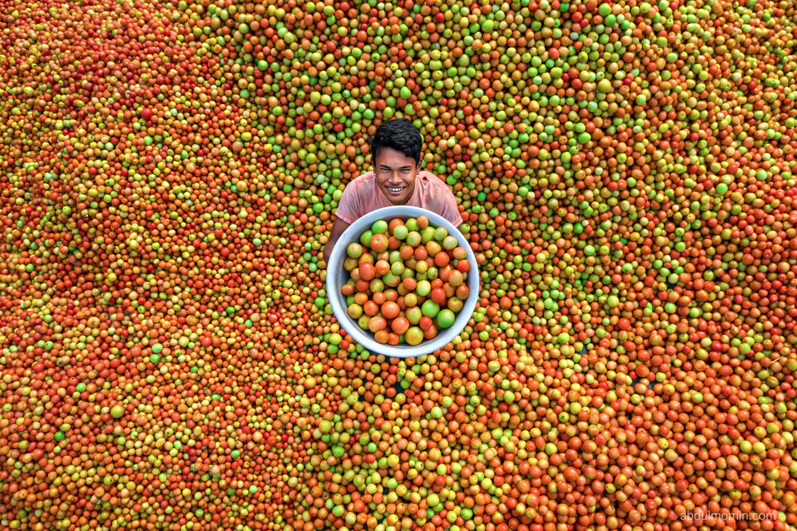 Tomato Wholesale Trading & Paddy Drying Yards