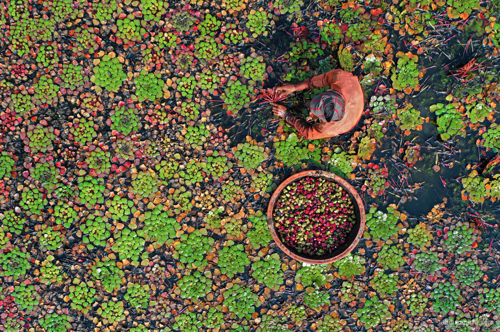 Clay Artisans & Water Chestnut Harvests