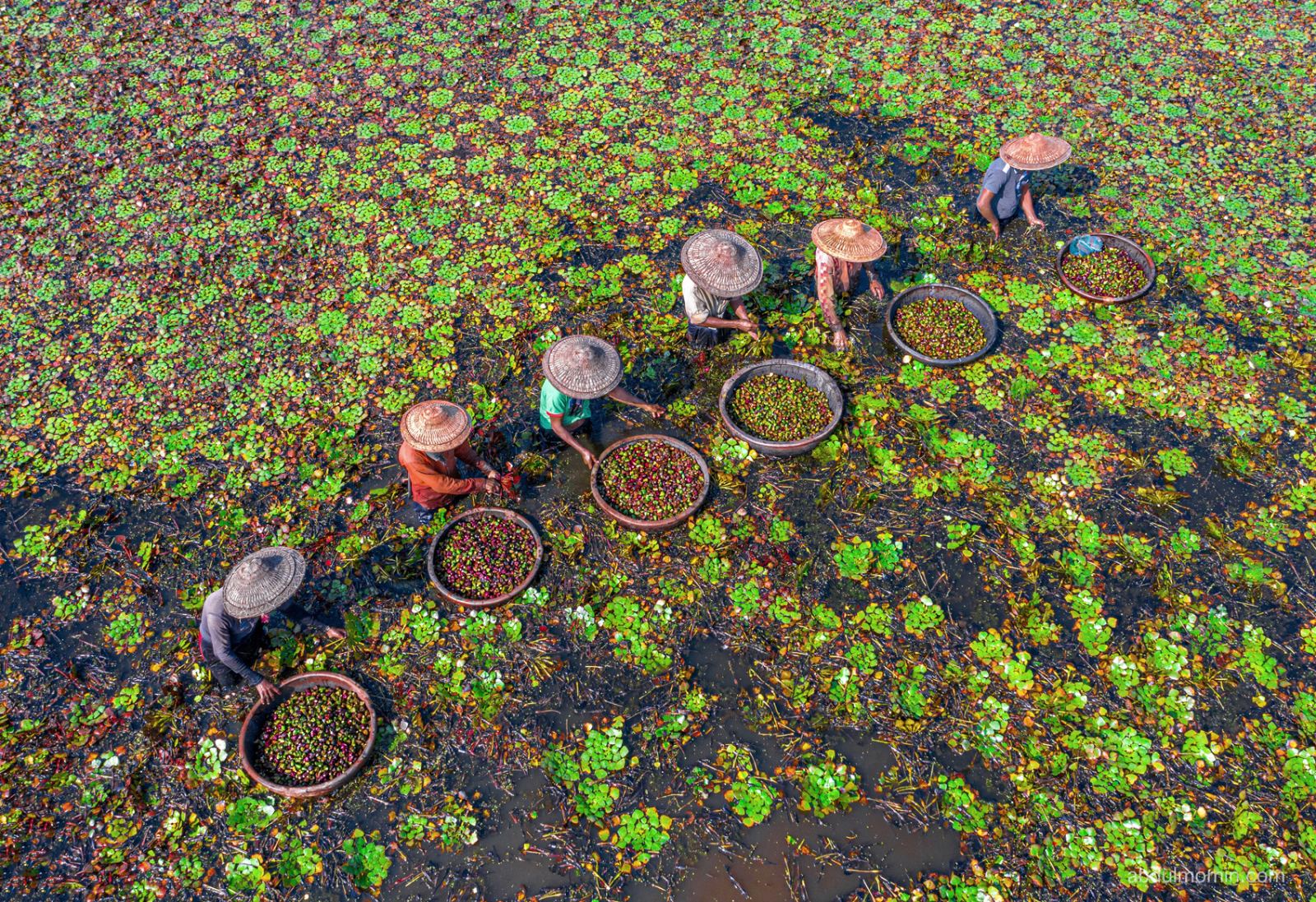Clay Artisans & Water Chestnut Harvests