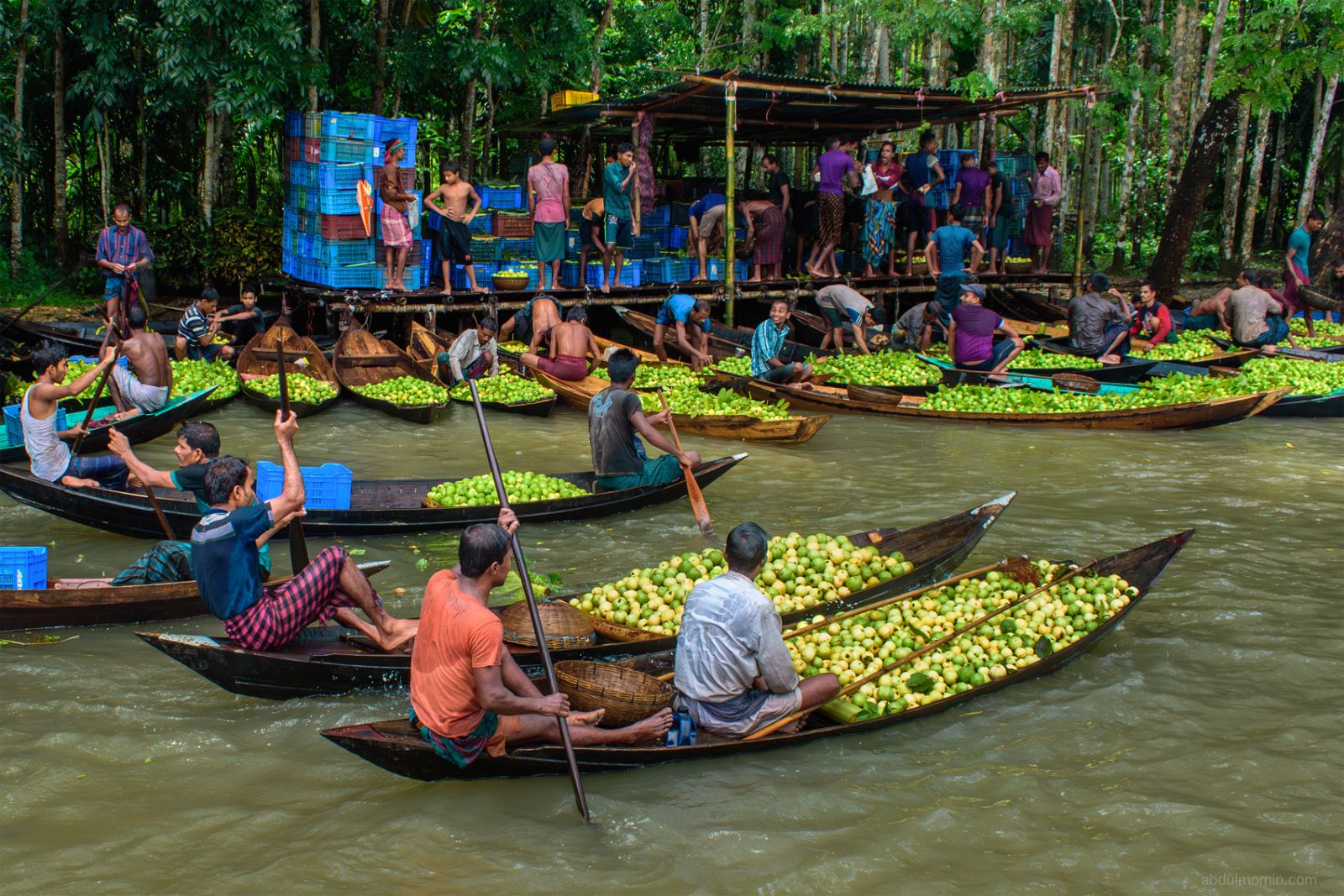 Floating Guava Market and Rural Lifestyle in Barisal