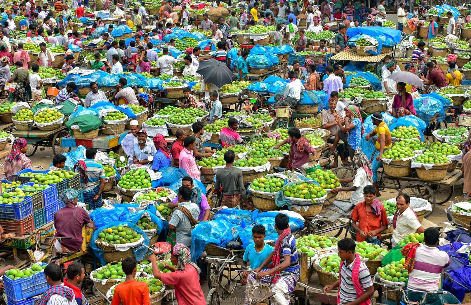 Bustling Wholesale Mango Market in Rajshahi Kansat