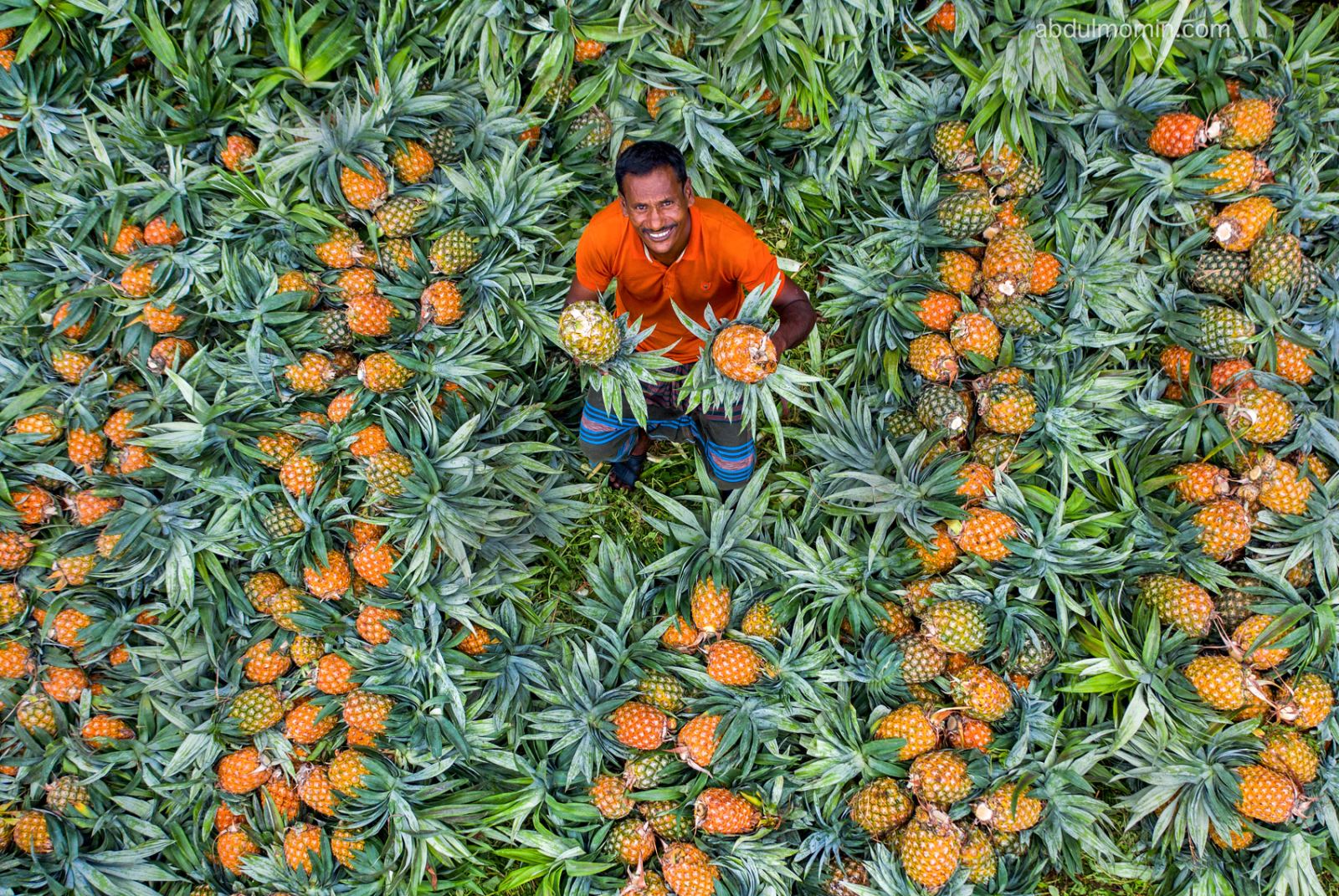 Pineapple Harvest Carrying in Rural Market