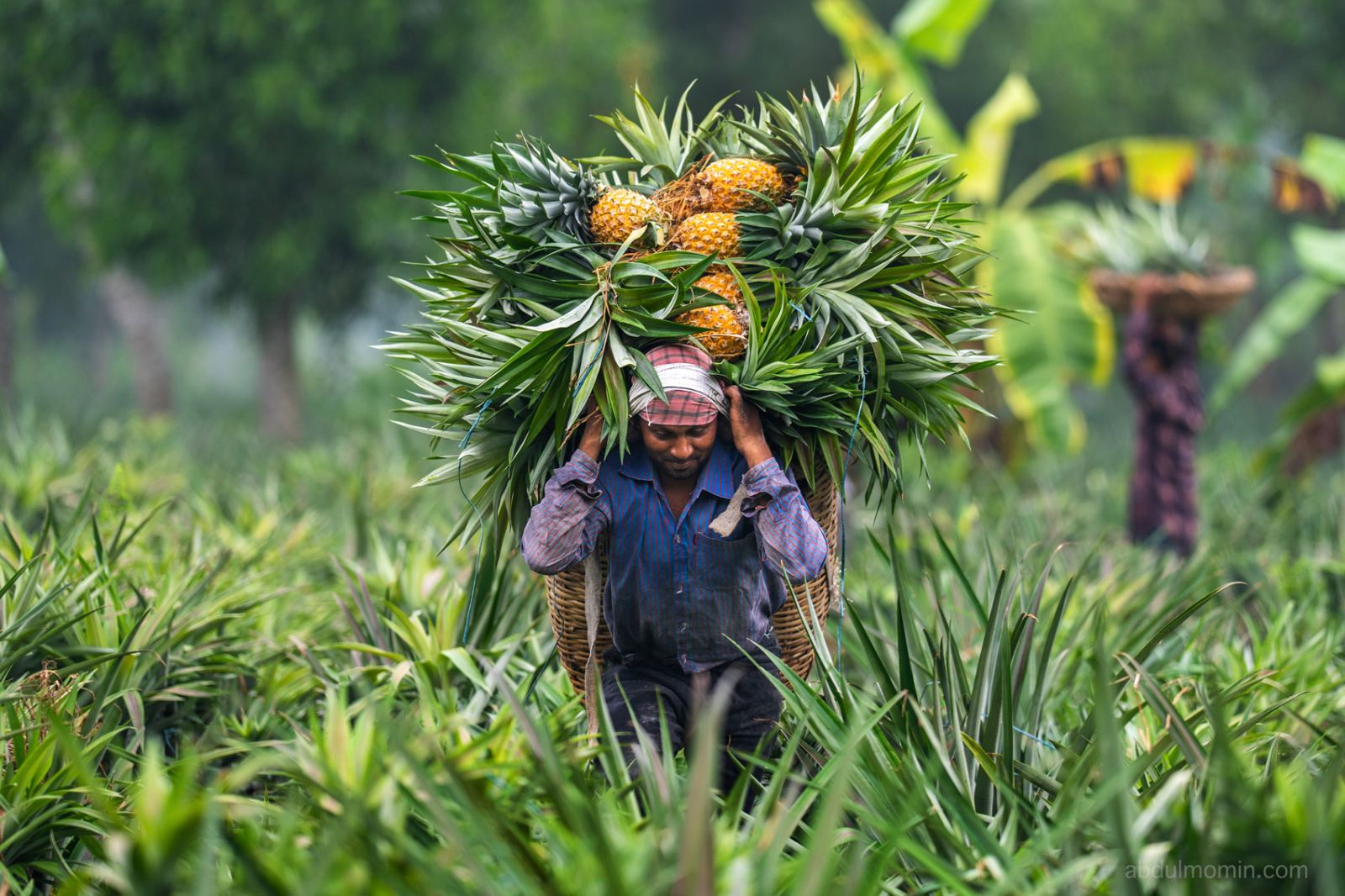 Pineapple Harvest Carrying in Rural Market
