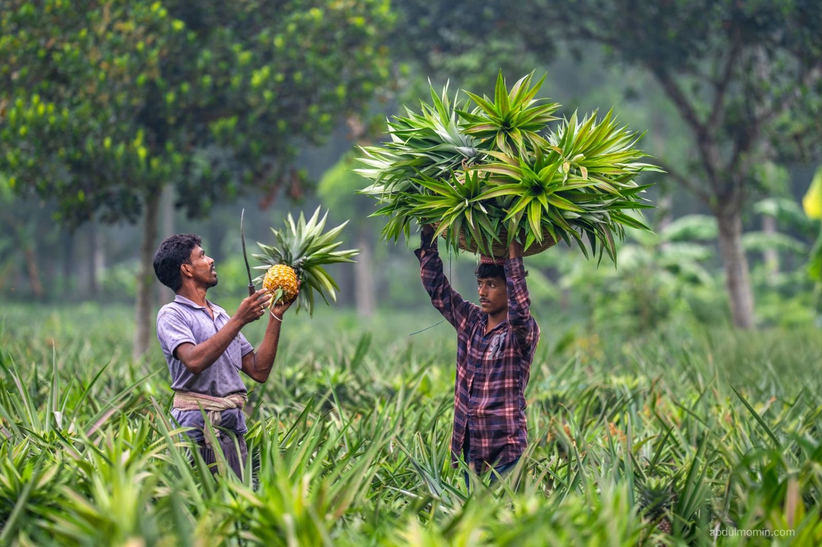 Pineapple Harvest Carrying in Rural Market