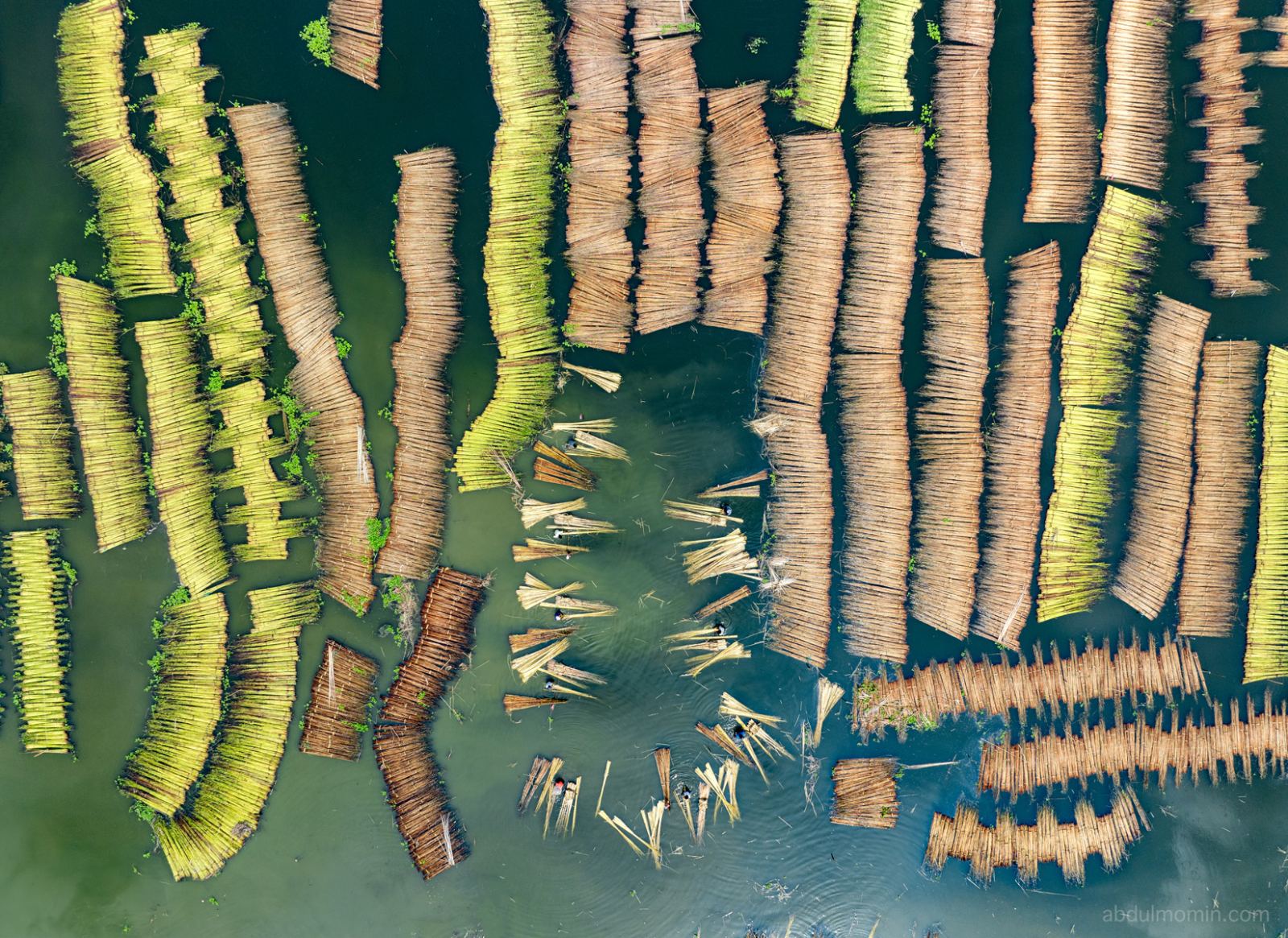 Aerial View of Jute Retting Process and Wholesale Jute Market on the Bank of Jamuna River
