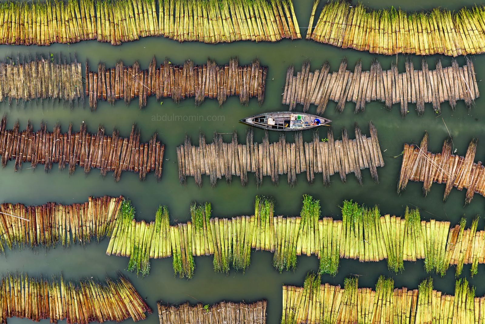 Aerial View of Jute Retting Process and Wholesale Jute Market on the Bank of Jamuna River
