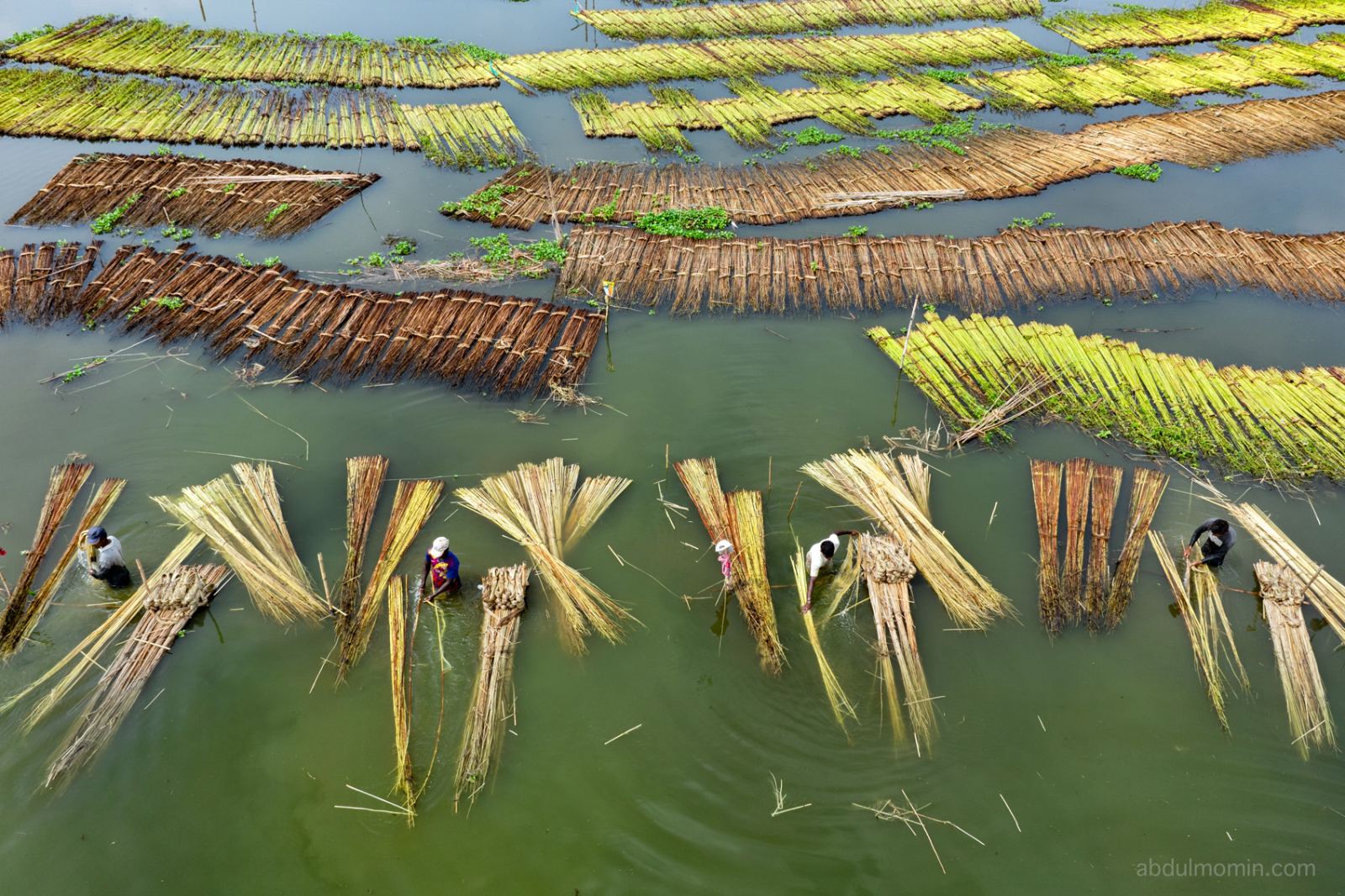 Aerial View of Jute Retting Process and Wholesale Jute Market on the Bank of Jamuna River