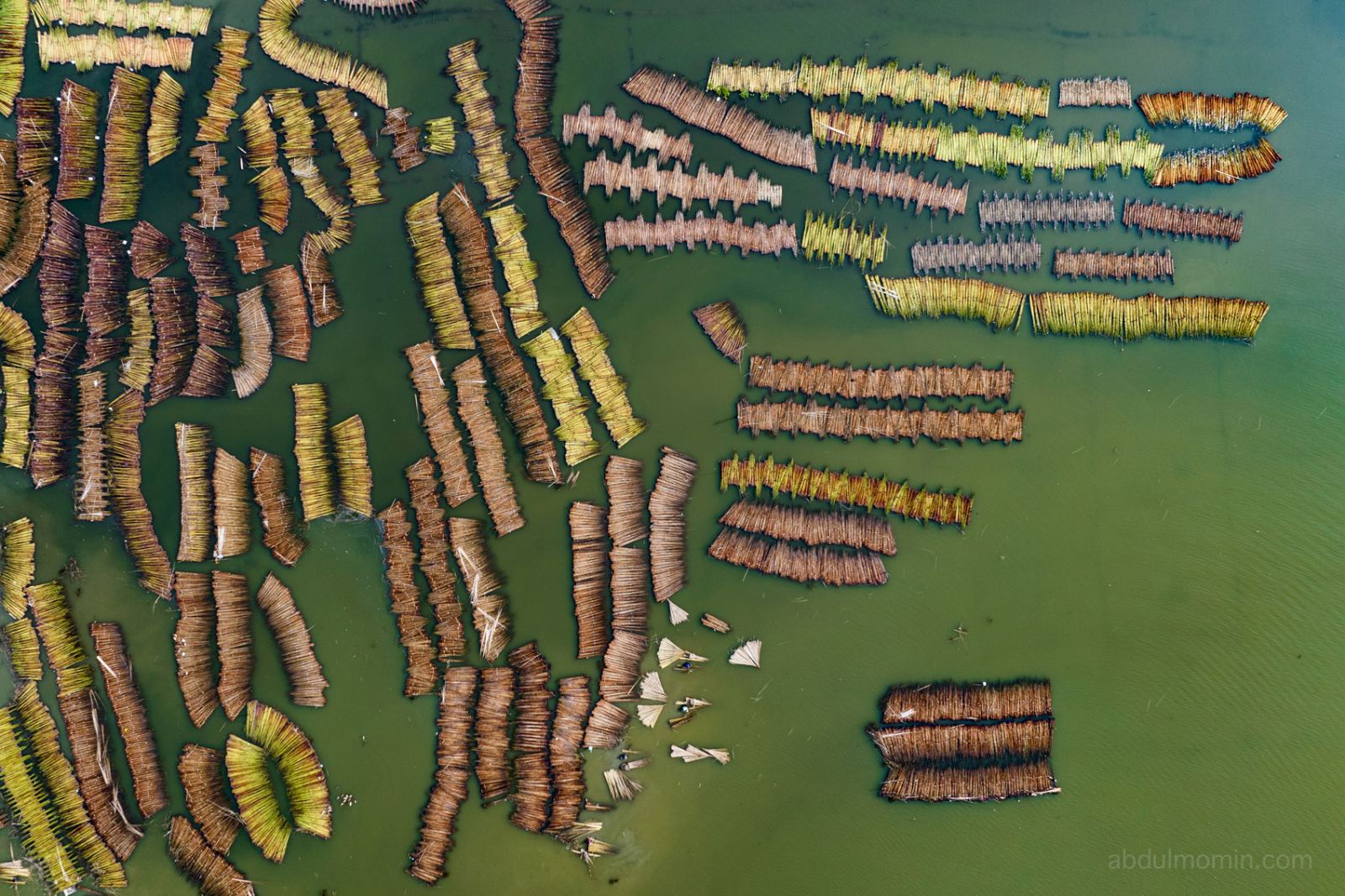 Aerial View of Jute Retting Process and Wholesale Jute Market on the Bank of Jamuna River