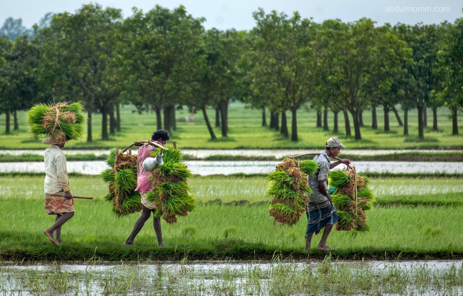 Summer Colors of Bengal Photo Tour