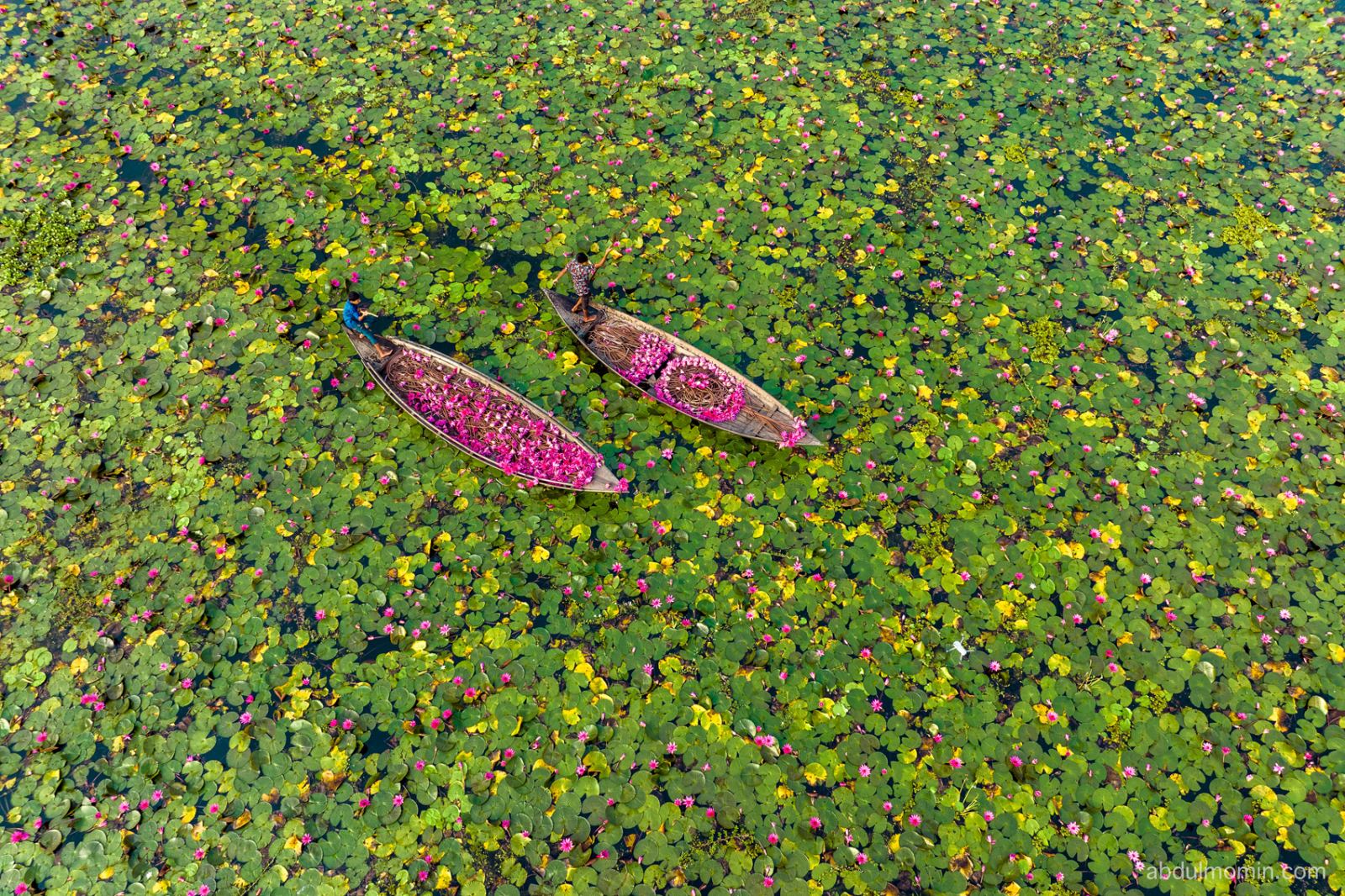 Water Lily Heaven and Floating Life