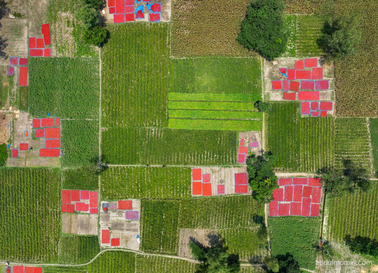 Red Chili Drying Yards and Tomato Farms