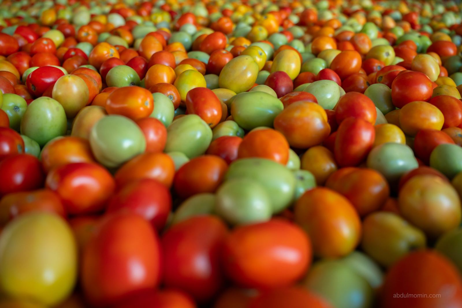 Red Chili Drying Yards and Tomato Farms