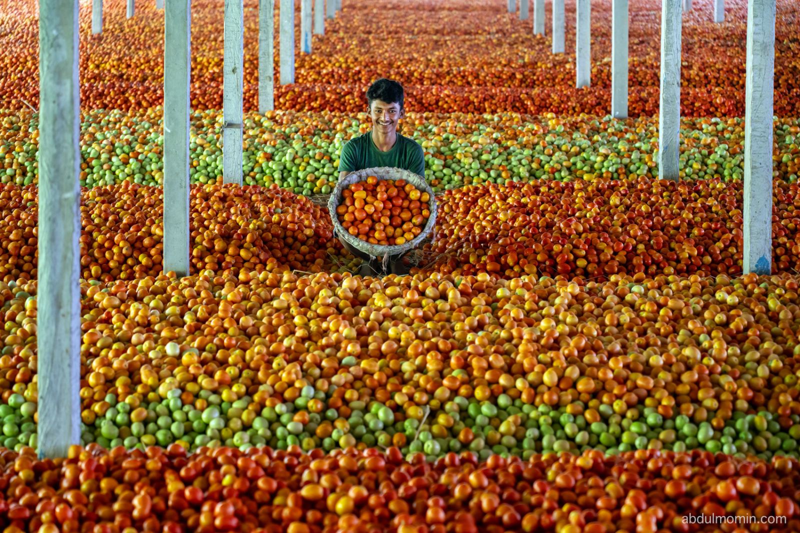 Red Chili Drying Yards and Tomato Farms