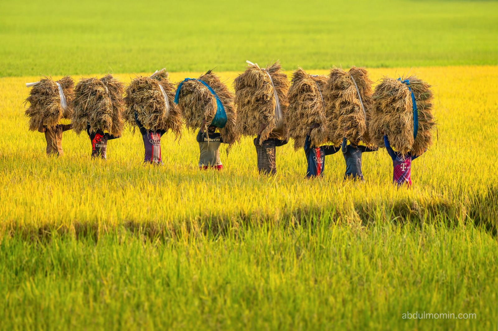 Paddy Harvest and Rural Life