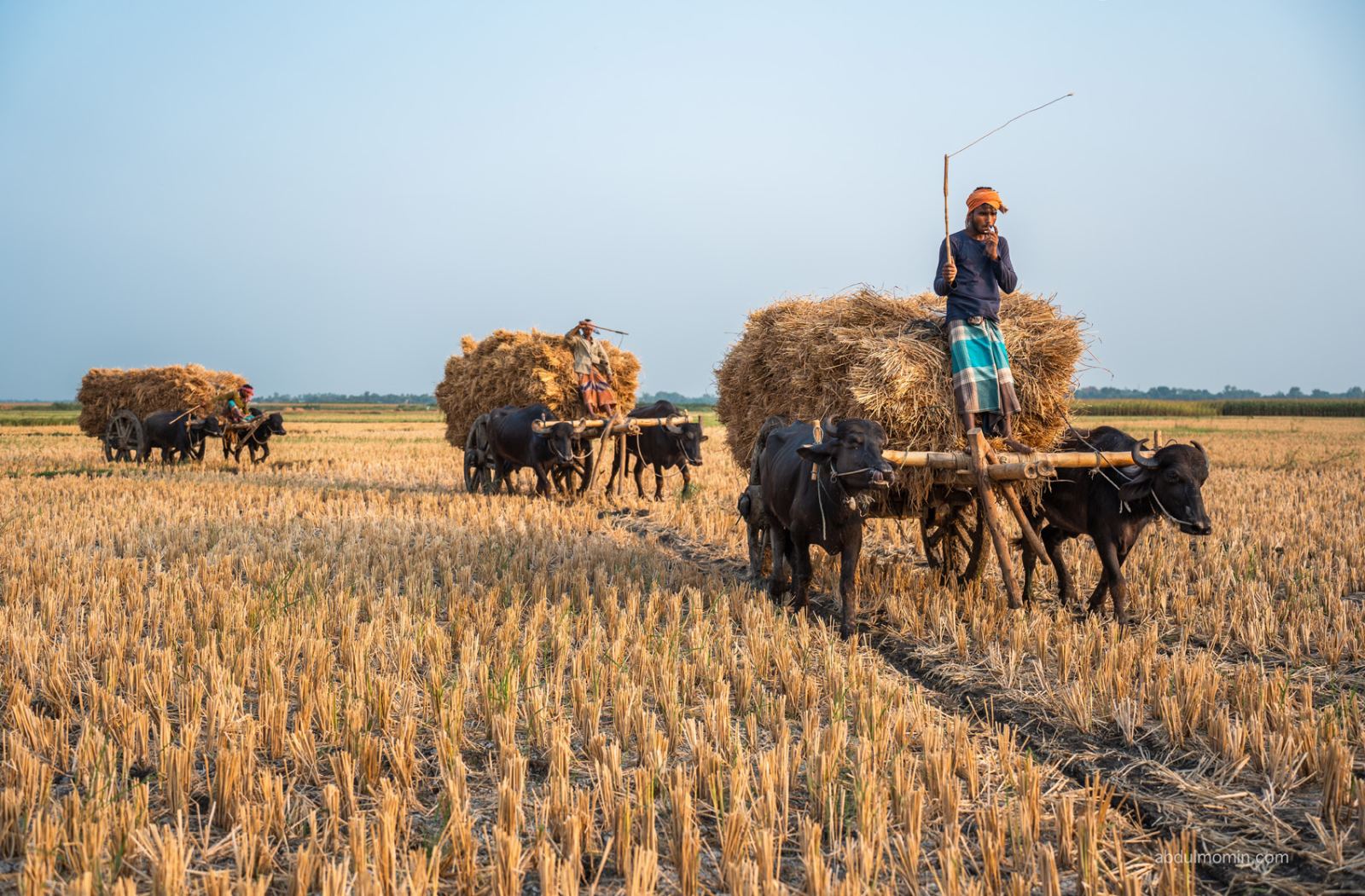Paddy Harvest and Rural Life