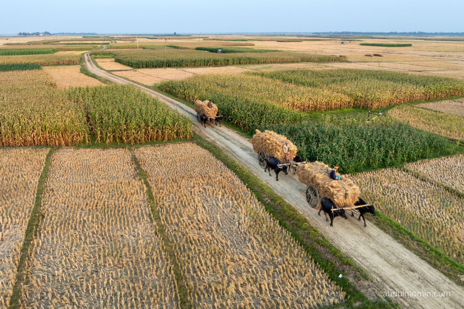 Paddy Harvest and Rural Life