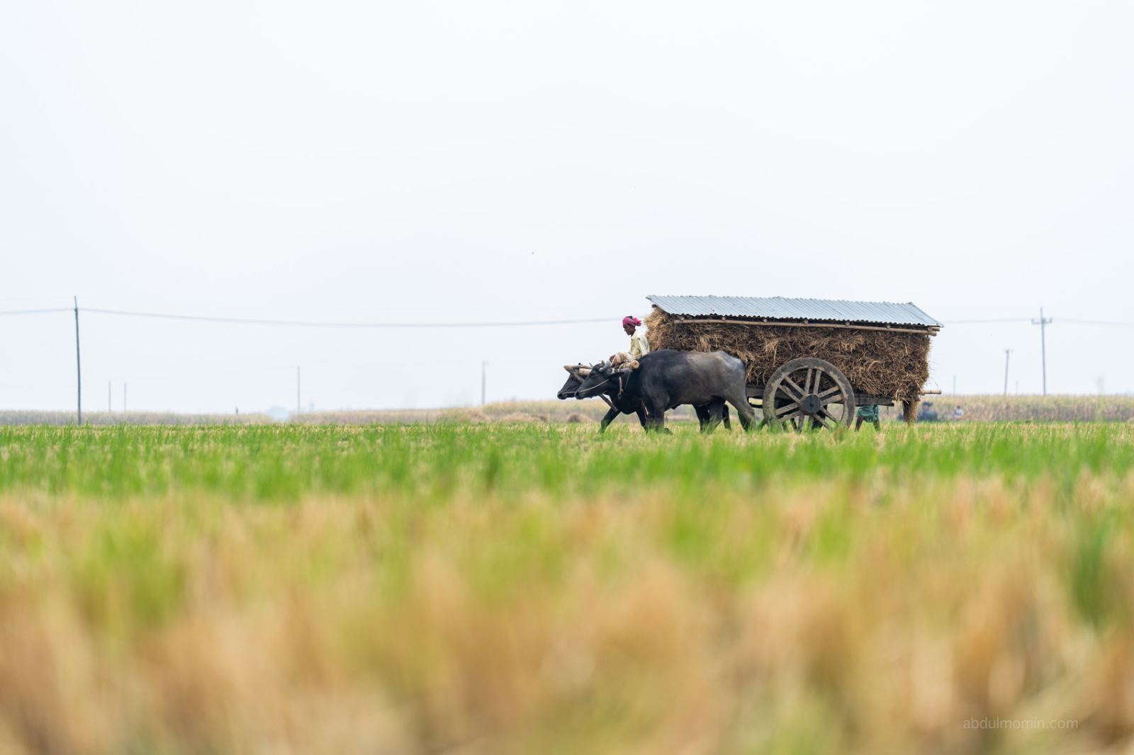 Paddy Harvest and Rural Life