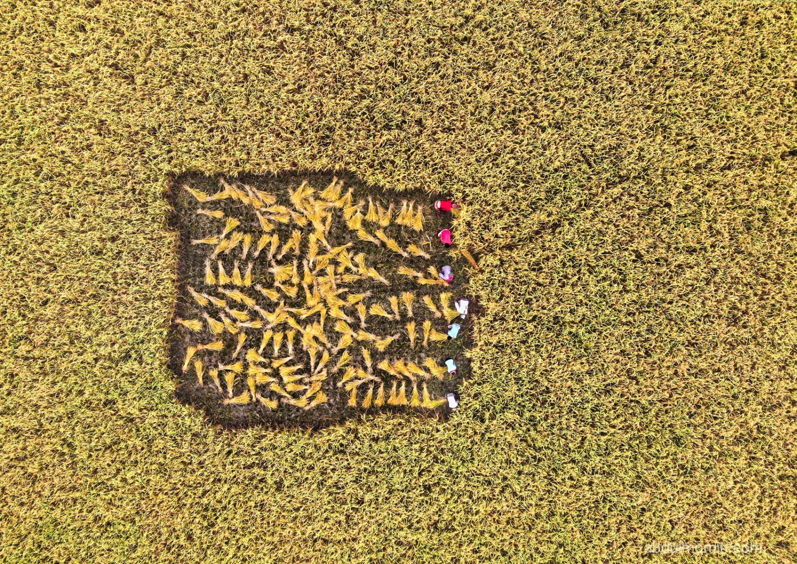 Paddy Harvest and Rural Life