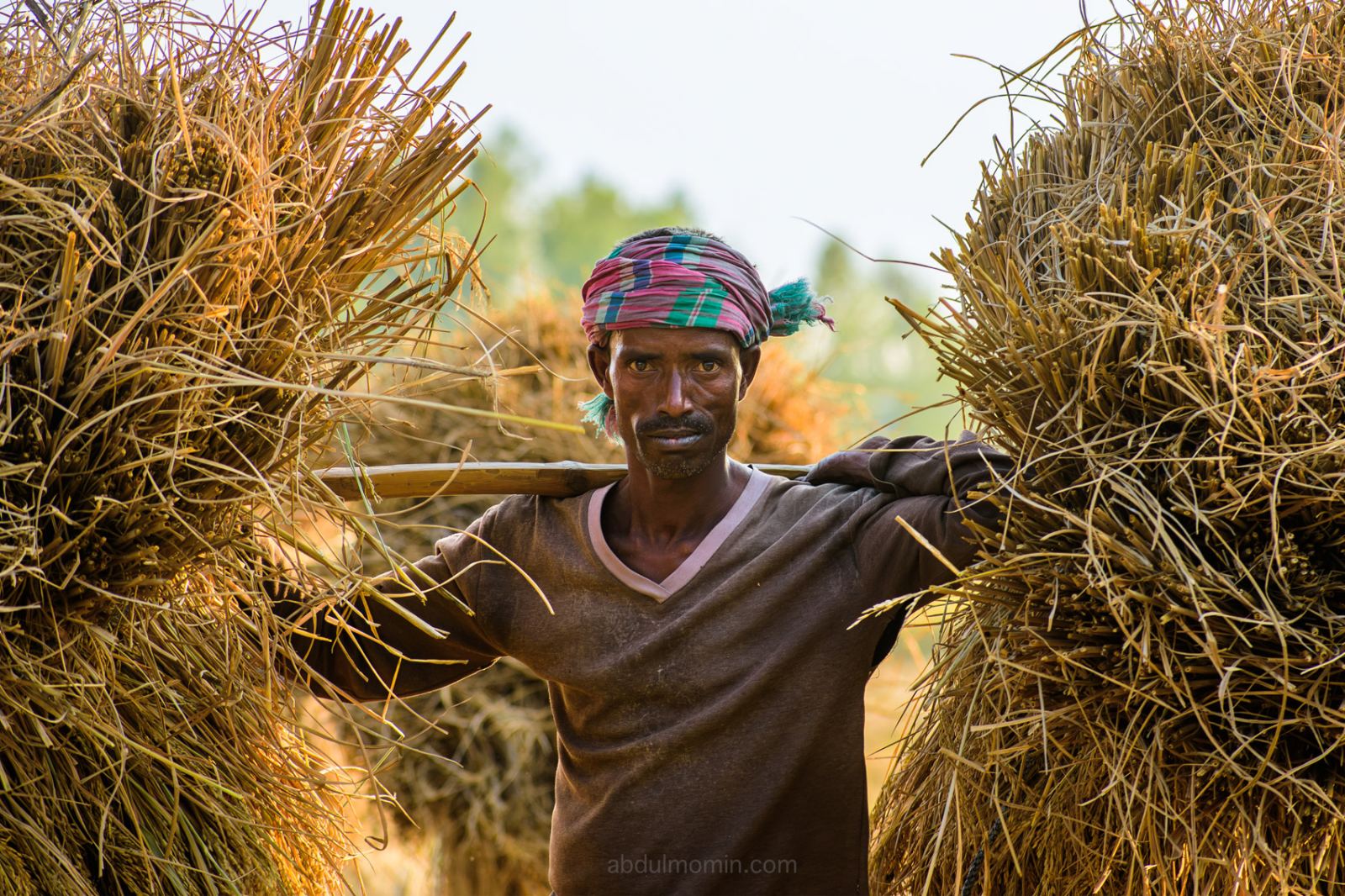 Paddy Harvest and Rural Life