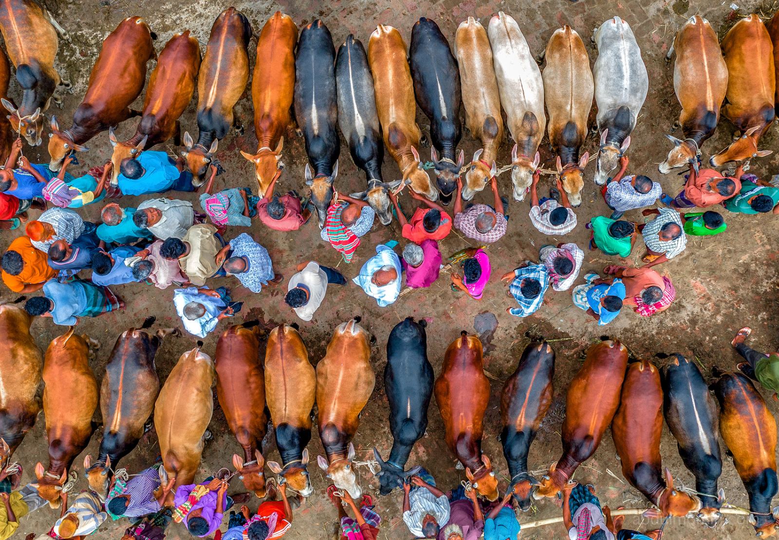 Bustling Livestock Markets Before Eid ul Adha