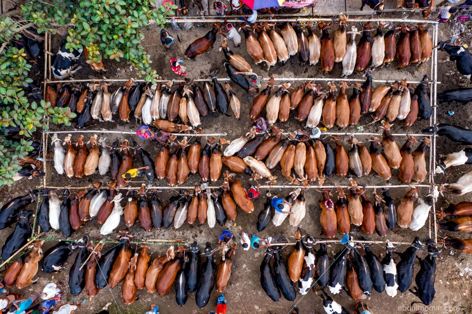 Bustling Livestock Markets Before Eid ul Adha