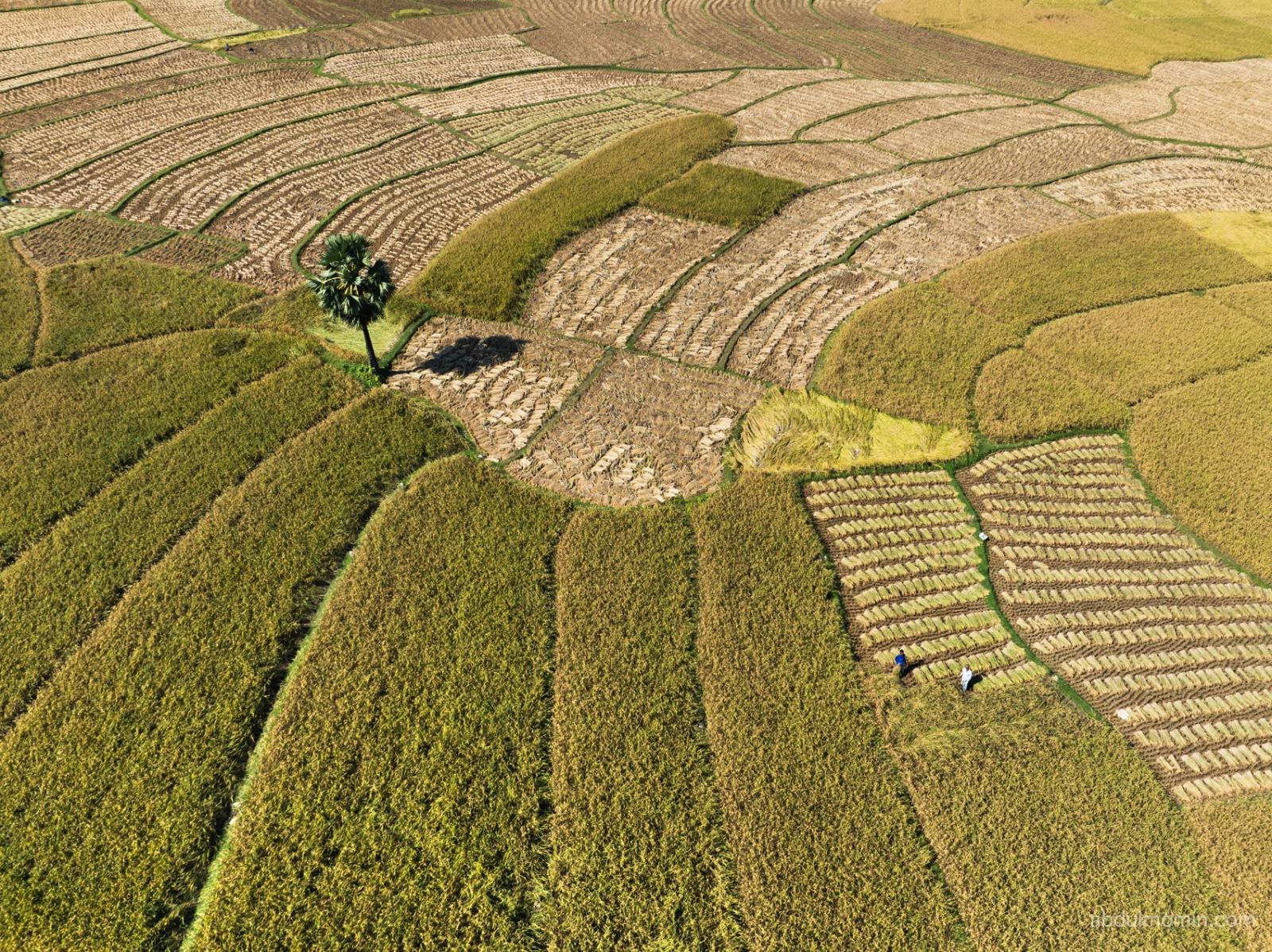 Kusumba Mosque & Aman Rice Threshing