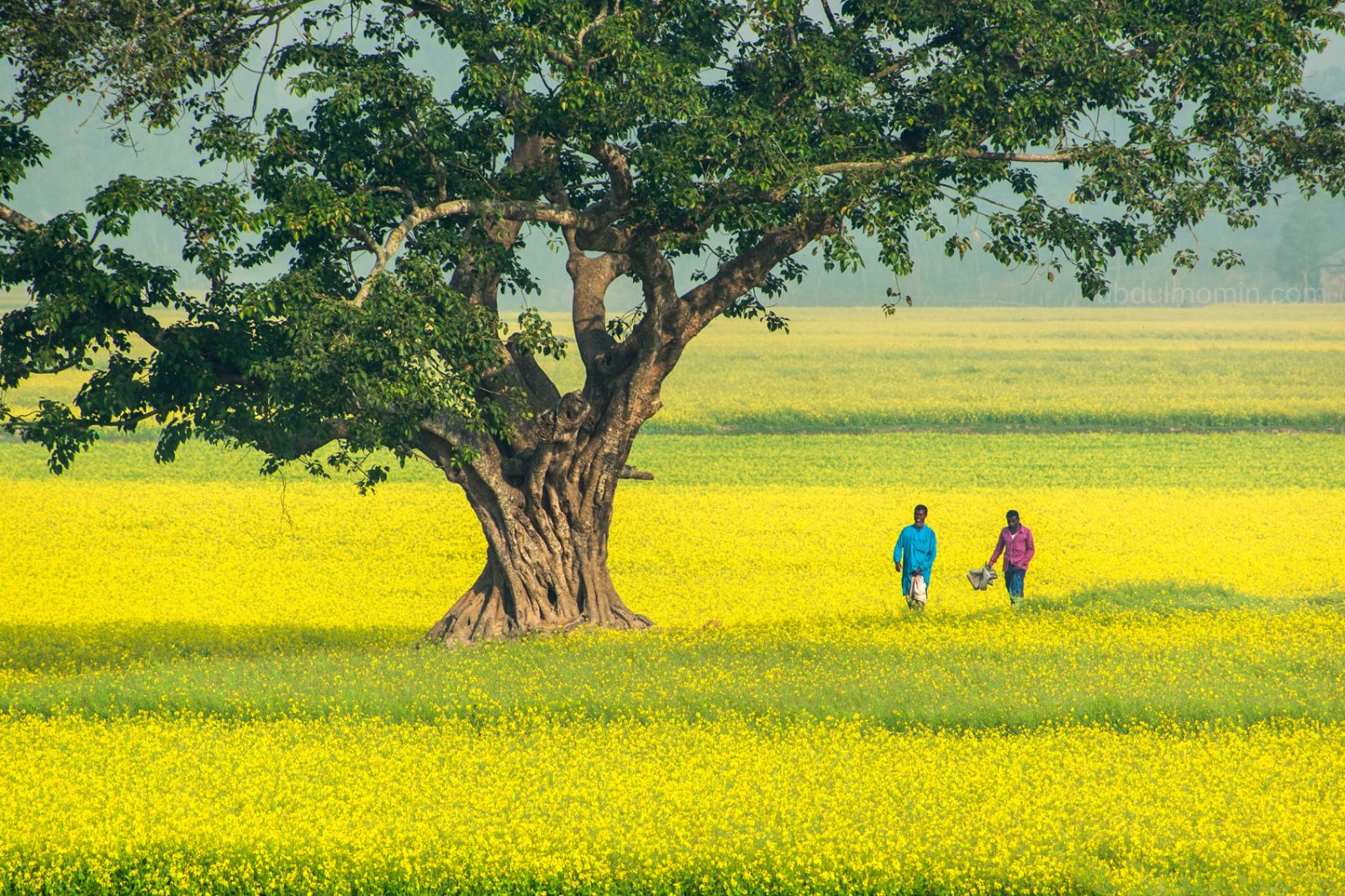 Mahasthan Garh, Gokul Medh, Vasu Bihar & Mustard Bloom