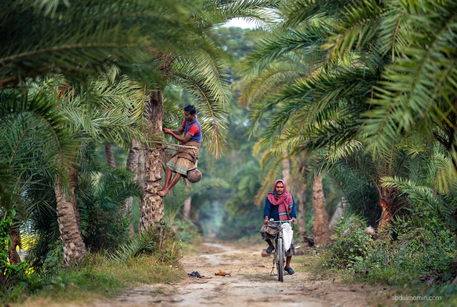 Date Palm Sap Harvesting & Northern Winter Life