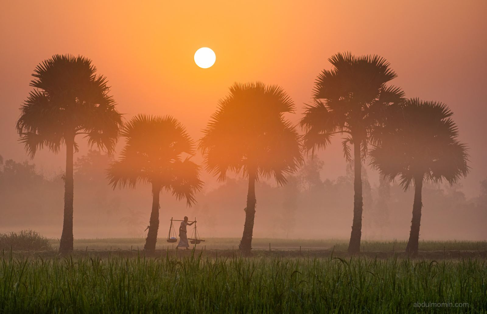 Date Palm Sap Harvesting & Northern Winter Life
