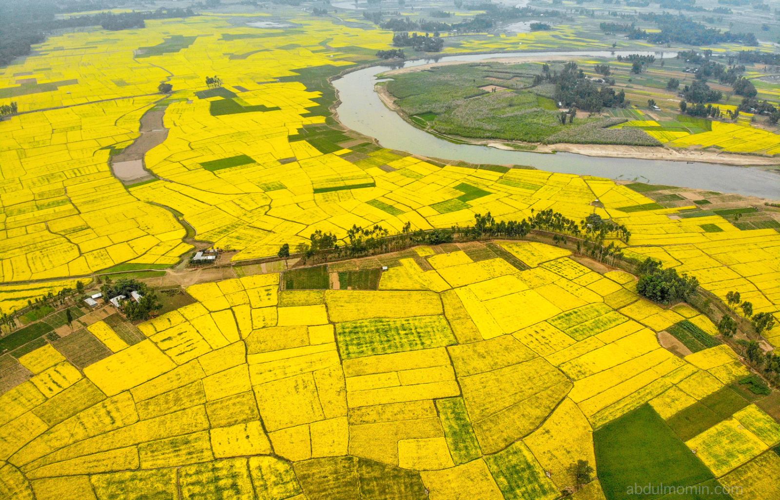 Yellow Mustard Field