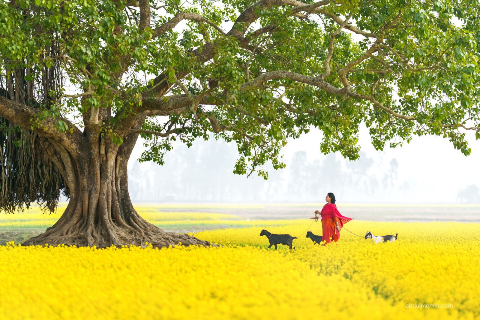Yellow Mustard Field