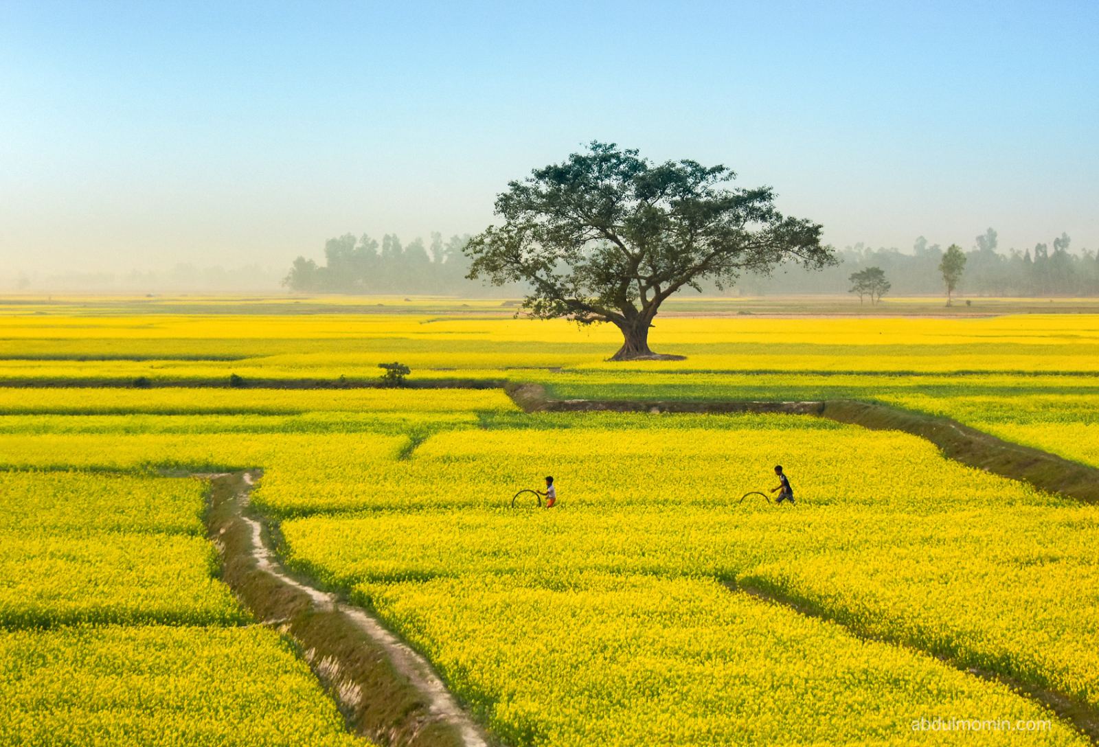 Yellow Mustard Field