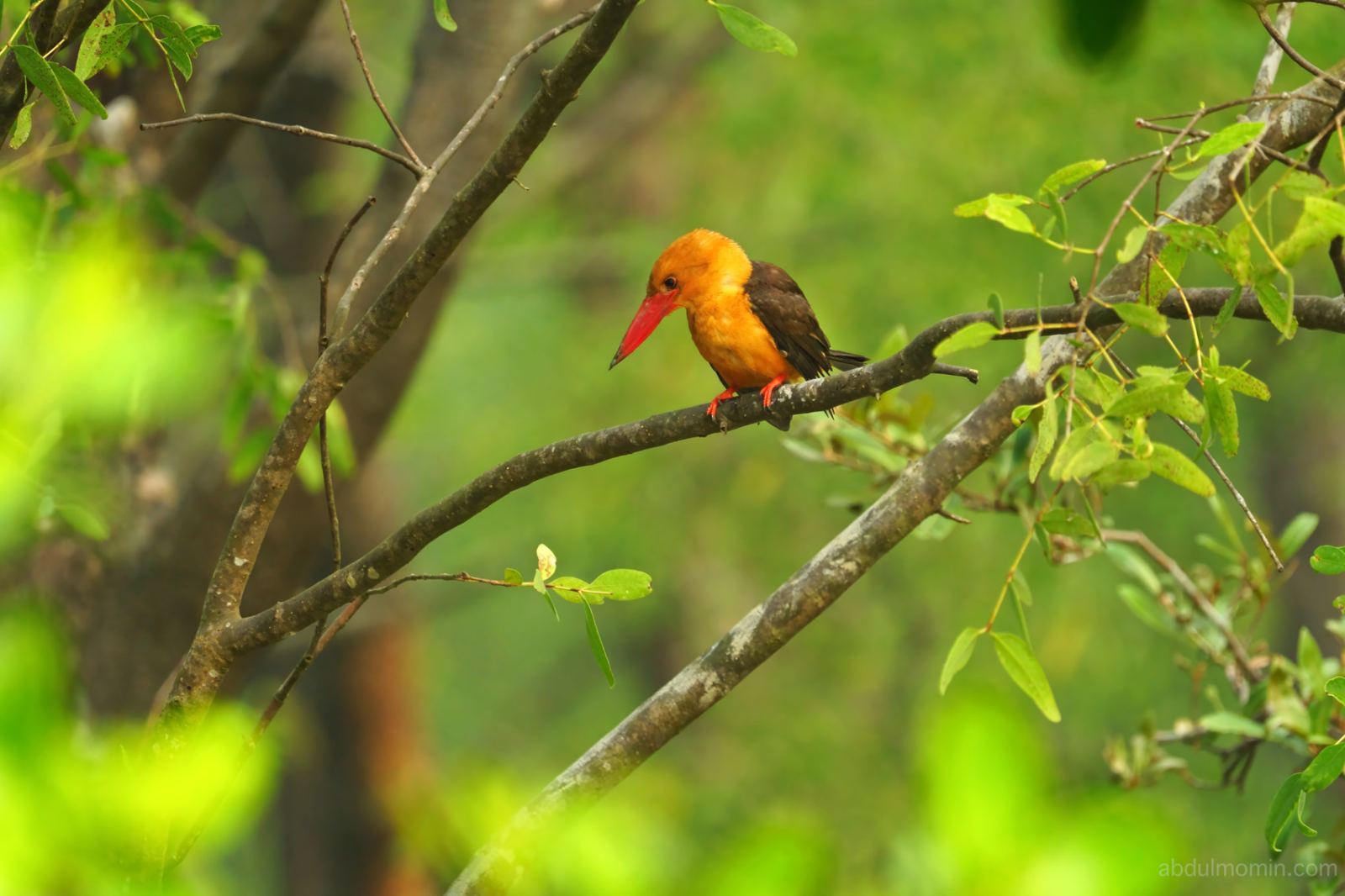 Sundarbans Mangrove Forest Tour