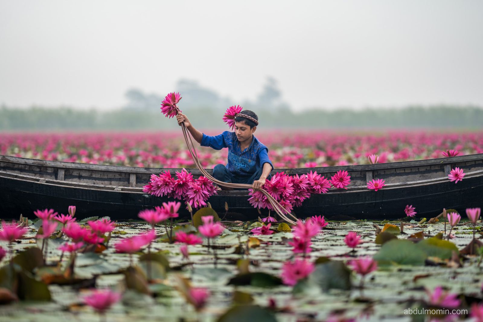Water Lily Heaven and Floating Life