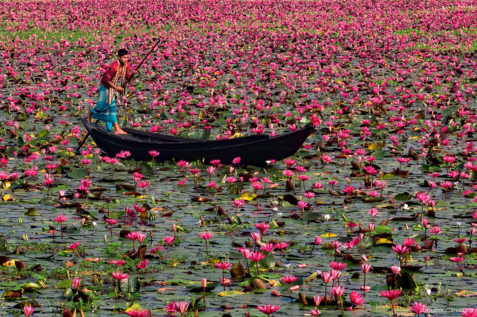 Water Lily Heaven and Floating Life