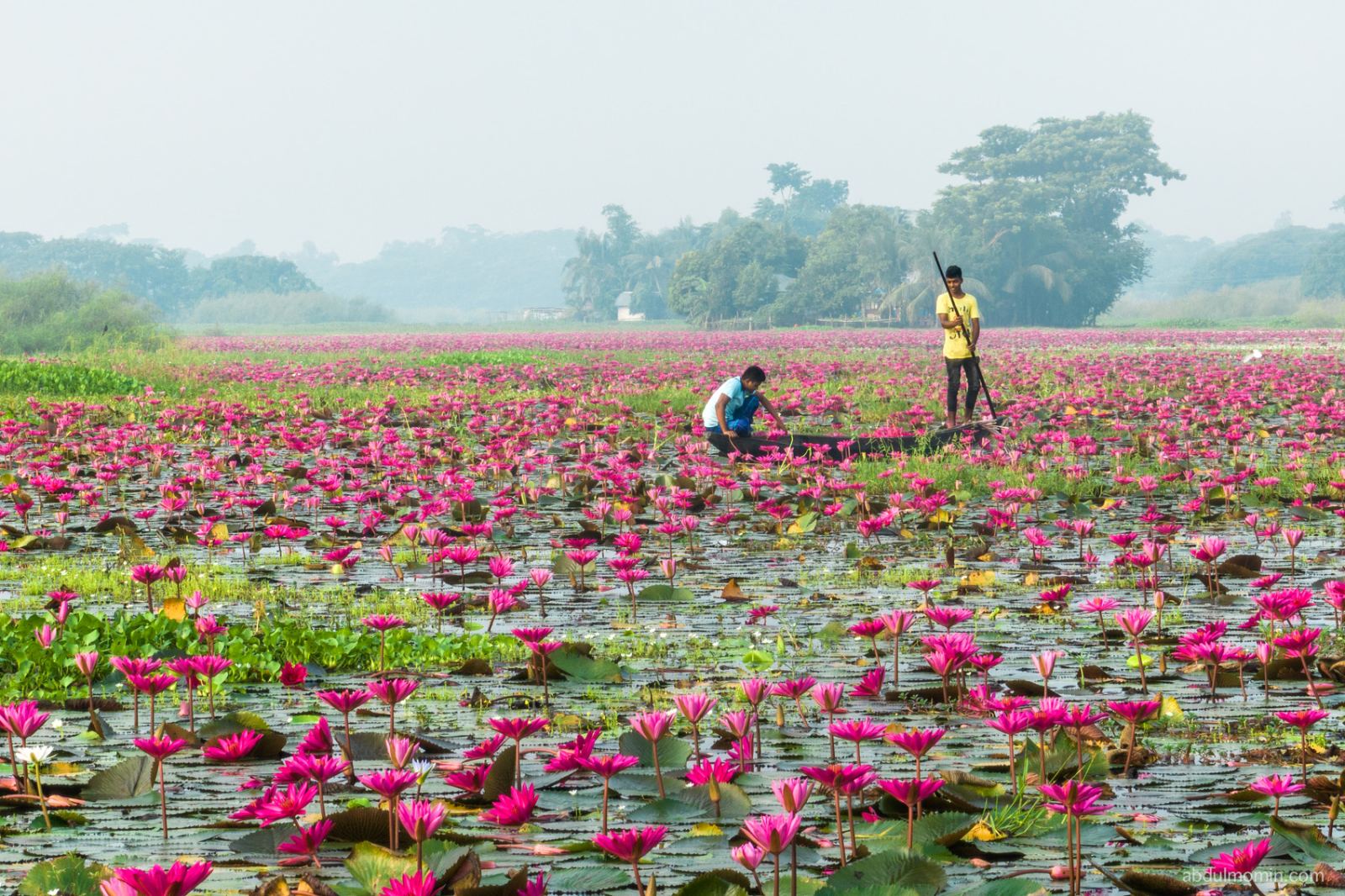 Water Lily Heaven and Floating Life
