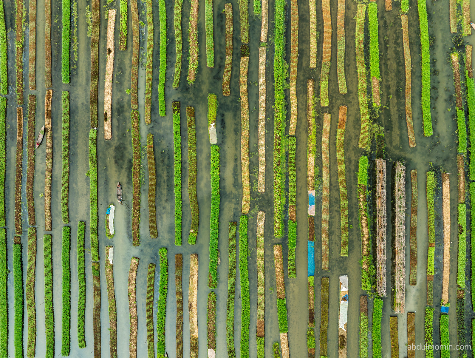 Floating Fruits Market and Floating Vegetable Farming