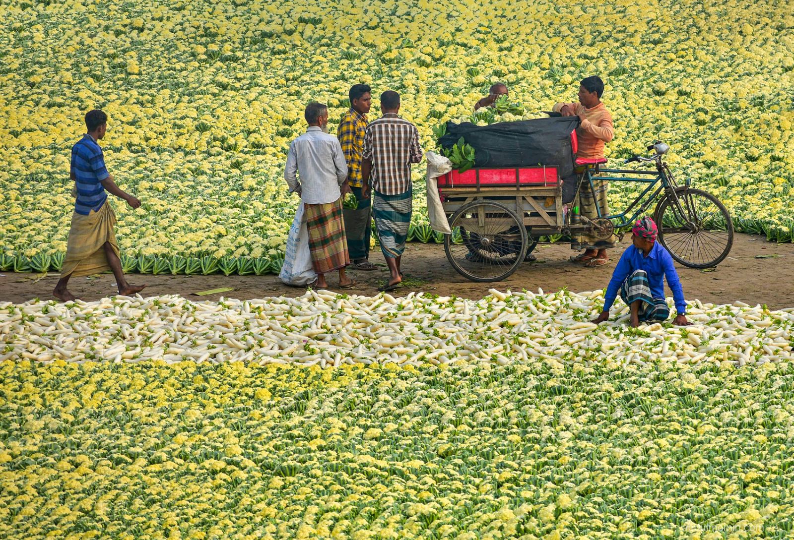 Massive Cauliflower, Radish, and Cabbage Markets