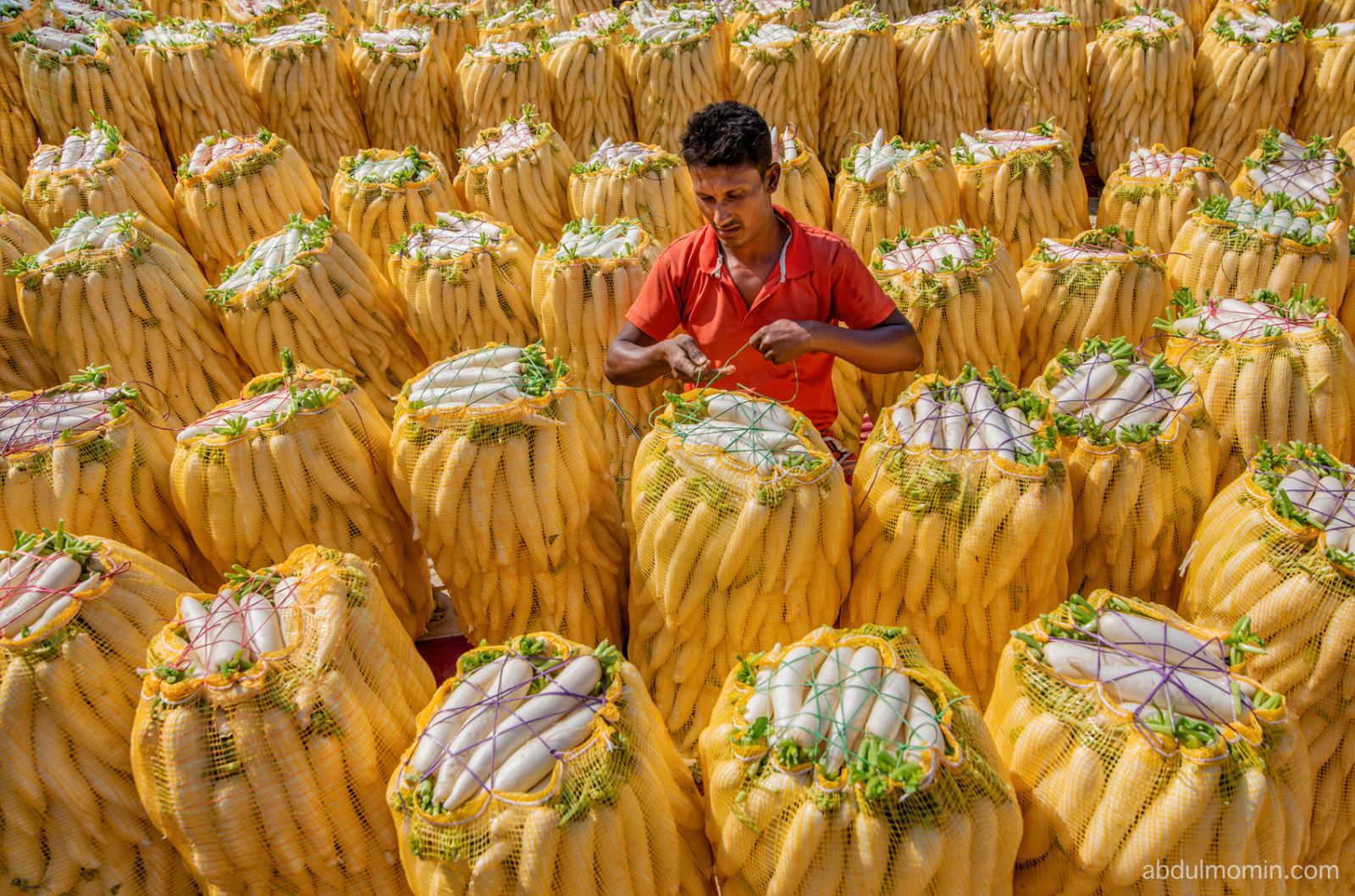 Massive Cauliflower, Radish, and Cabbage Markets