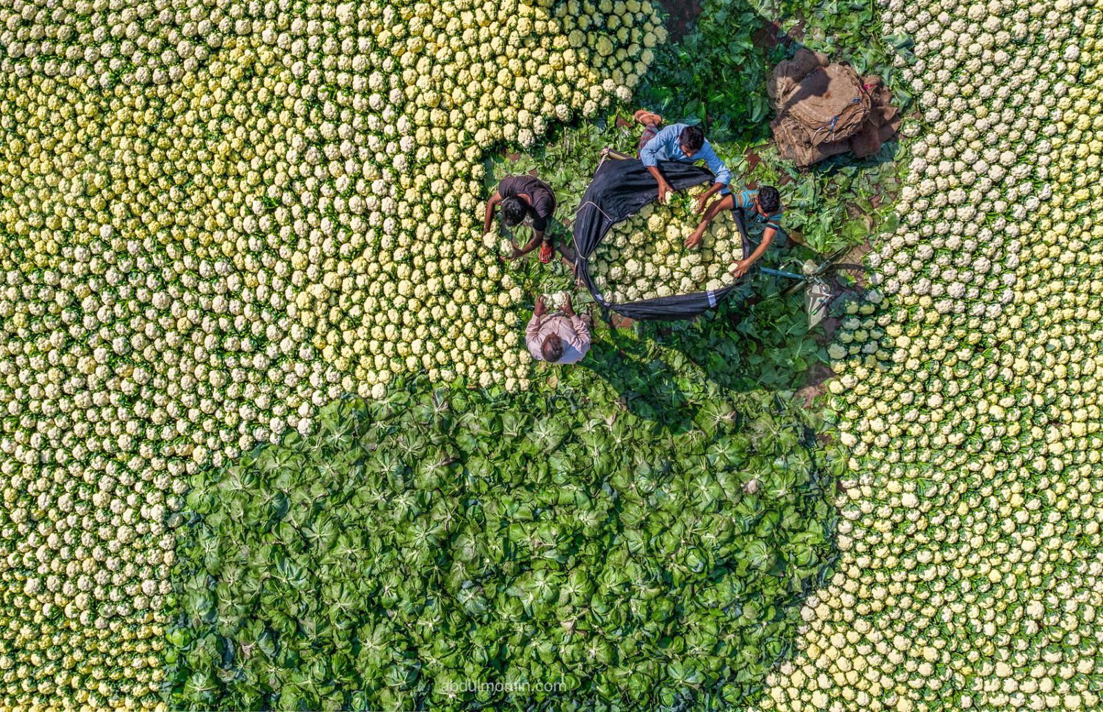 Massive Cauliflower, Radish, and Cabbage Markets