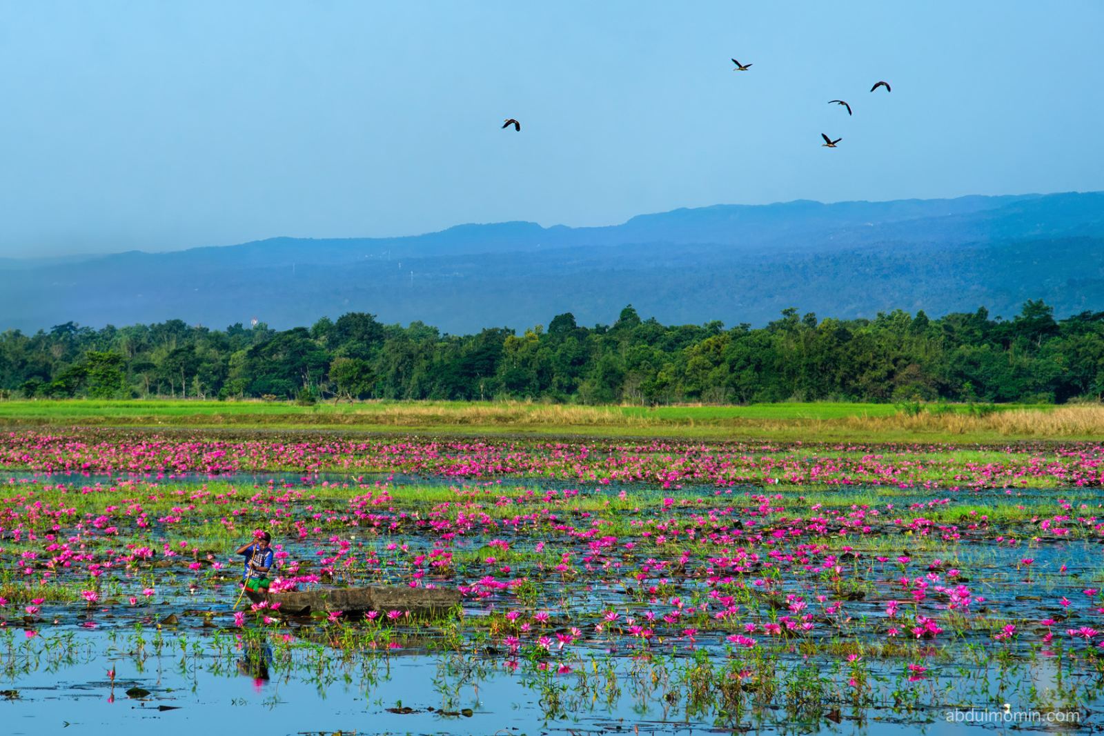 Wildflower Wetlands & Rolling Tea Gardens