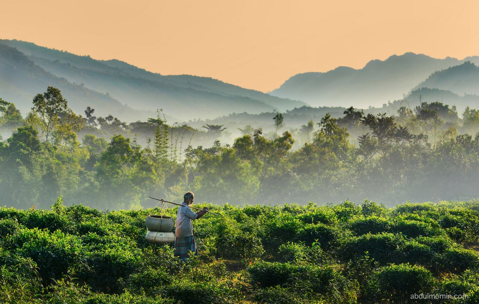 Wildflower Wetlands & Rolling Tea Gardens