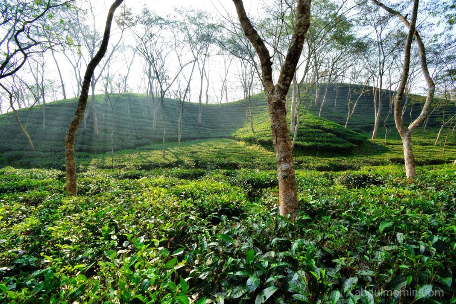 Wildflower Wetlands & Rolling Tea Gardens